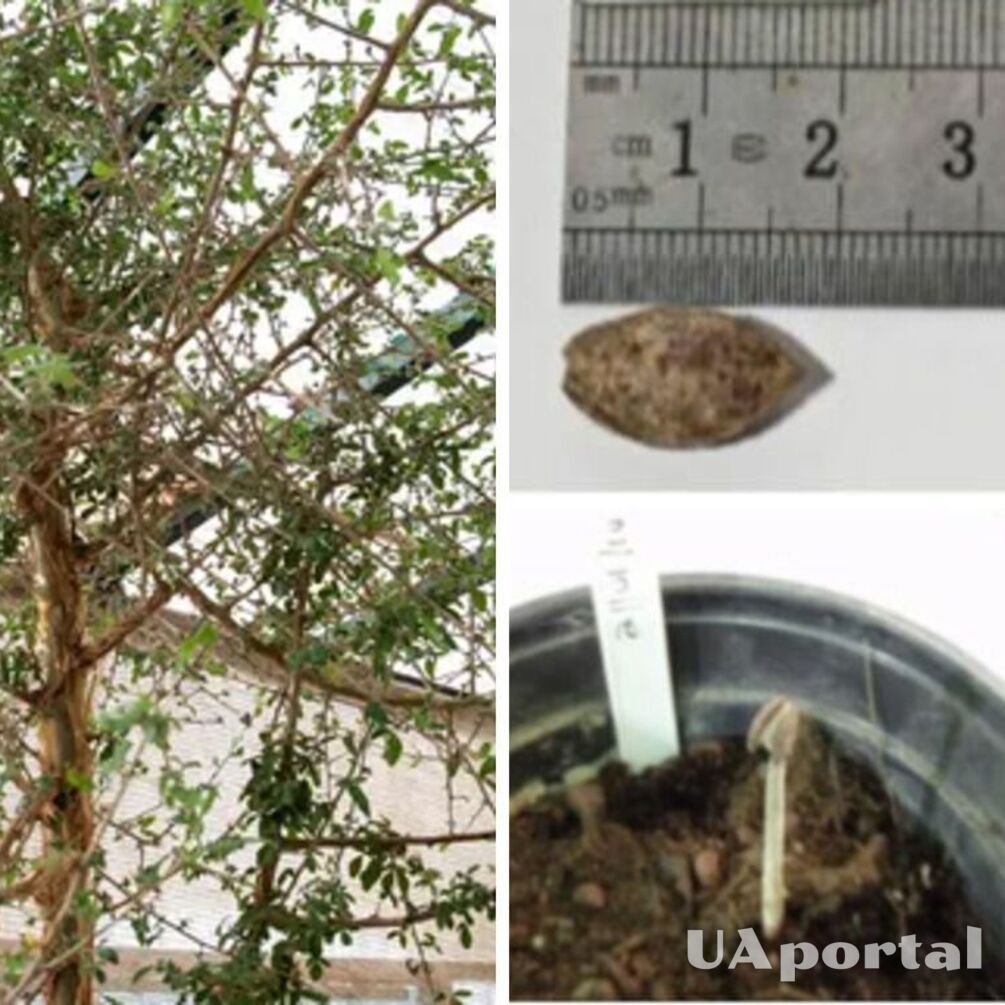 Scientists revived a thousand-year-old biblical tree from a seed found in a cave (photo)