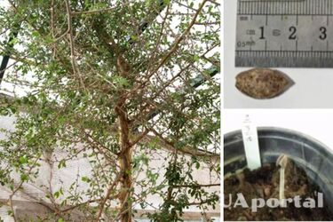 Scientists revived a thousand-year-old biblical tree from a seed found in a cave (photo)