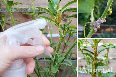 Цей спрей вбиває попелиць та борошнистих червців наповал: потрібно лише взяти мило