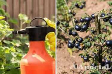 Як захистити смородину від шкідників: поради городників