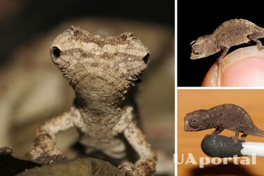 Розміром з ніготь: новий вид неймовірно крихітного хамелеона знайшли на Мадагаскарі (фото)