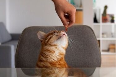 Эти продукты никогда не должна есть ваша кошка: даже незначительные дозы могут стать ядом