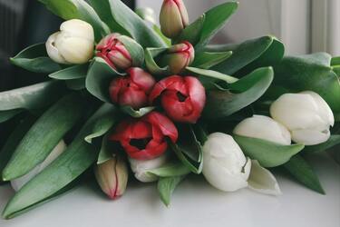 Тюльпани на підвіконні цілий рік: яки виростити без ґрунту та горщиків