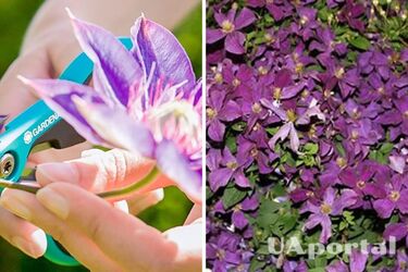 Как обрезать клематисы, чтобы хорошо пережили холод: советы садоводов