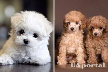 Какие собаки не имеют запаха: названы топ-5 пород