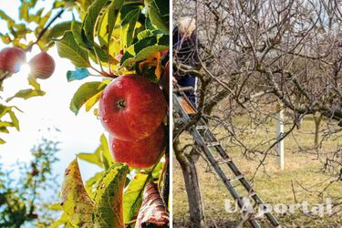 Які дерева категорично не можна обрізати восени, щоб не втратити врожай