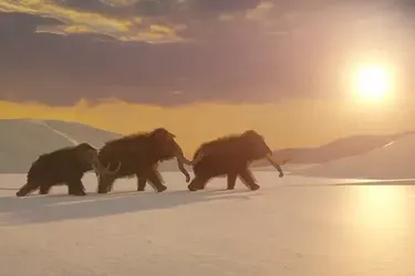 Scientists name unexpected reason for mammoth extinction