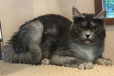 У Румунії вивели нову породу кішок: фото та особливості