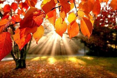 Що їсти у вересні для максимальної користі