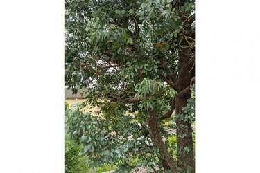 Завдання для найуважніших: знайдіть котика за 60 секунд