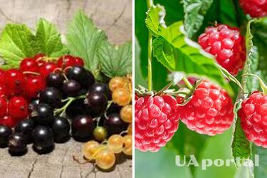 Як підготувати малину та смородину до зимівлі: городники поділились секретами