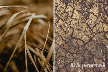 Погодні катаклізми підвищують ціни: пшениця, кава та цукор дорожчають по всьому світу