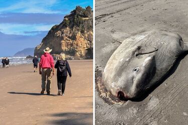 У США знайшли істоту, яку назвали 'витвором божевільного вченого' (фото)