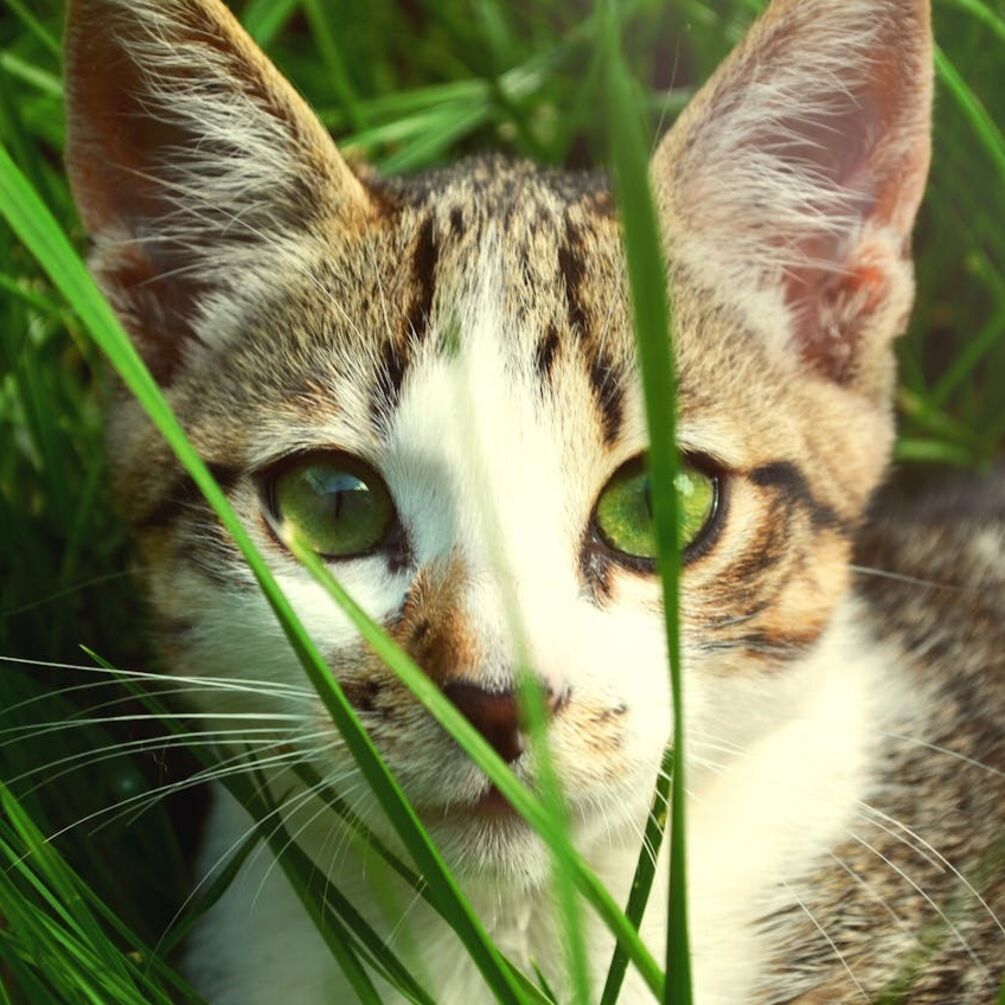 The smallest cat breeds: photos and characteristics