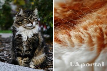 No need to clean every day: which cats shed the least