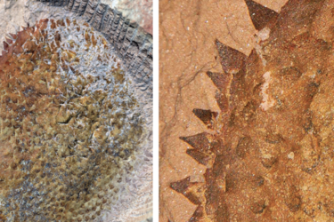 Armored and thorny: scientists found a slug half a billion years old (photo)