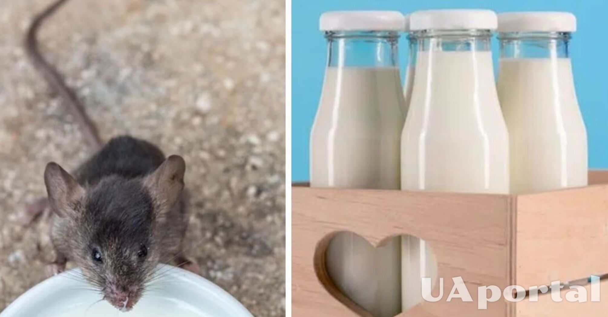 A mind-blowing puzzle for geniuses: find the poisonous bottle of milk in 10 seconds