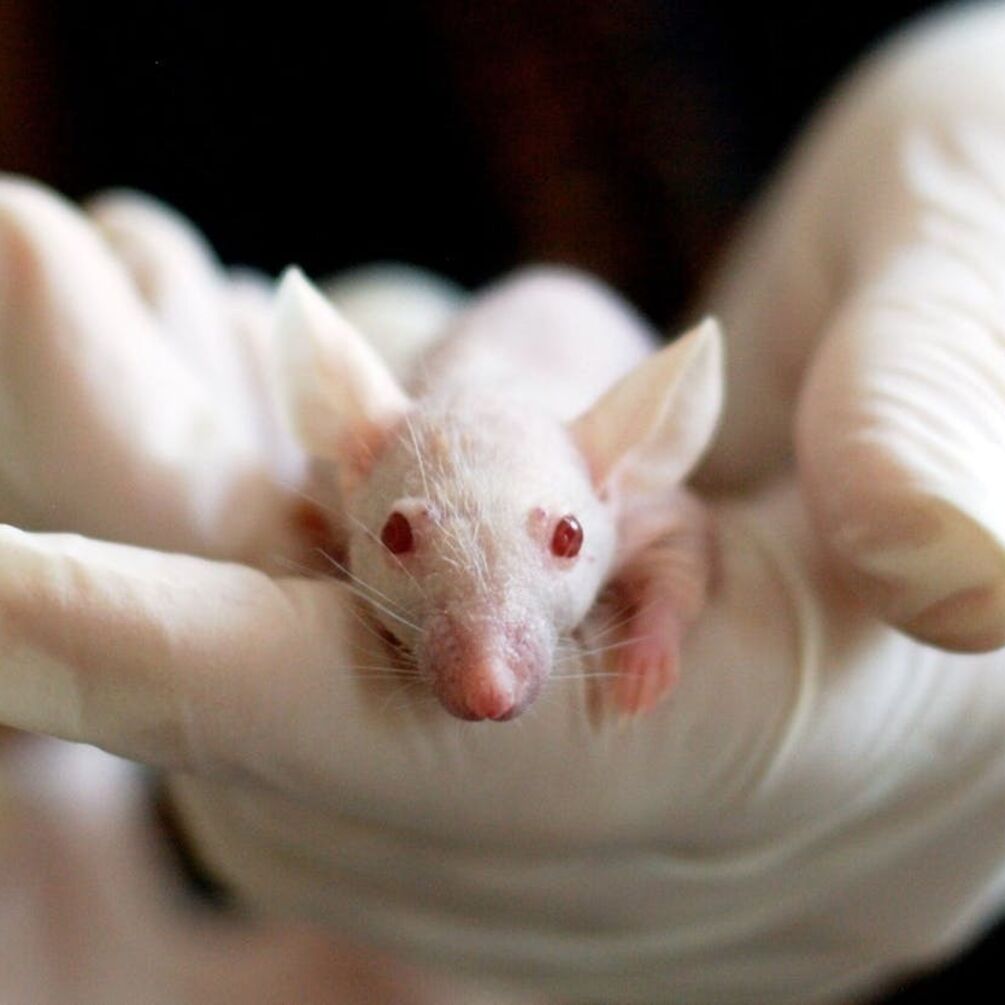 Scientific breakthrough: a living mouse has become transparent (video)