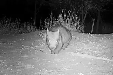 Only 400 individuals: one of the rarest mammals on Earth spotted in Australian park (video)