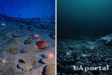 В Англії знайшли унікальний скарб з 321 монети (фото)