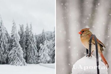 Сонячно та сніжно: прогноз погоди в Україні на 15 січня
