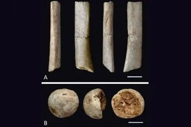 В Японії знайшли унікальні скамʼянілі кістки віком 20 000 років