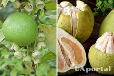 How to clean a pomelo: effective life hacks