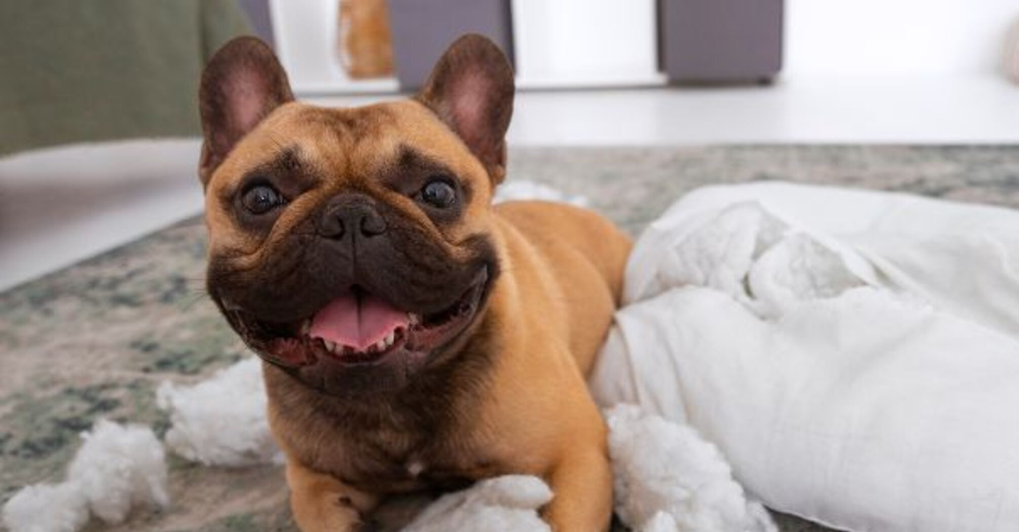 For lazy owners: top dog breeds that are easy to care for