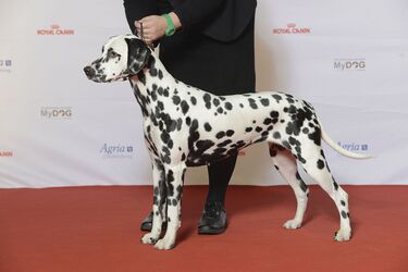 Be careful with them: top dog breeds that don't get along with children