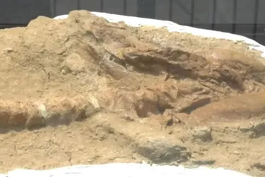 Палеонтологи виявили в Перу унікальну скамʼянілу акулу віком 9 мільйонів років