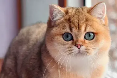 Коштує як авто: в Україні продають унікальне кошеня рідкісної породи (фото)