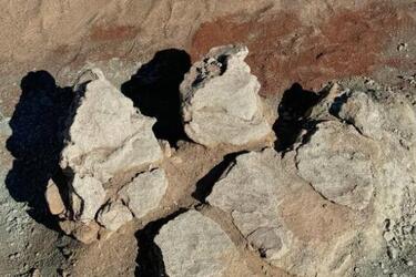 У Монголії знайшли сліди унікального качкодзьобого динозавра