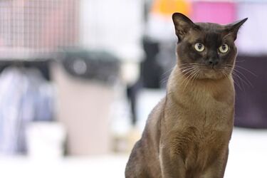 С ними не соскучишься: топ пород кошек с низким интеллектом