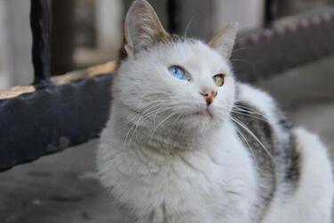 Don't expect tenderness: the top most aggressive cat breeds