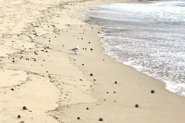 Тисячі чорних кульок вдруге заполонили узбережжя Австралії: що це таке і як воно з'явилося в океані (фото)