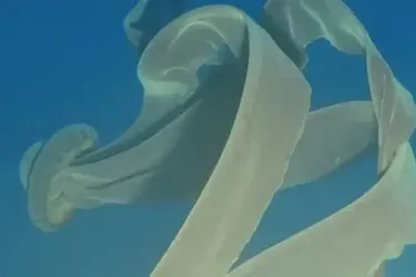 В океанах Землі живе загадкова 10-метрова істота, яку дуже рідко вдається побачити людині (фото)