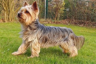 Easy to train: top small dog breeds with high intelligence