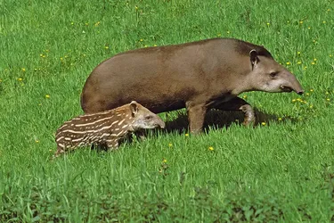 Повернення велетнів: 300-кілограмові ссавці, яких не бачили понад 100 років, знову оселилися на батьківщині у Бразилії