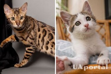 Які породи котів живуть довше: породисті чи дворові
