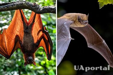 Науковці розкрили таємницю міграції кажанів на великі відстані