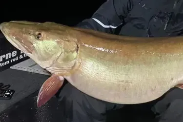 Невероятный улов: мужчина поймал в озере самую большую щуку на земле (фото)