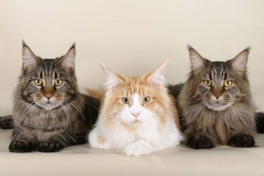 Cute, strong and smart giant cats: top interesting facts about Maine Coons