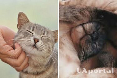 Why cats don't like having their stomachs petted: interesting facts about furry pets