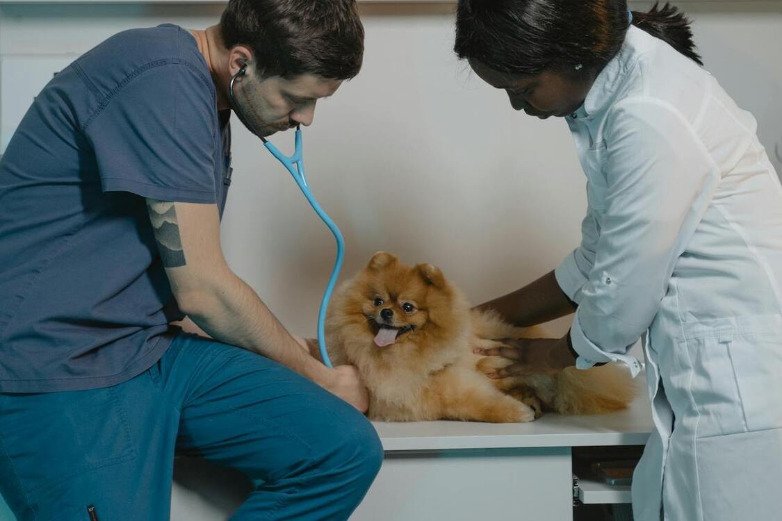 Забудете про ветеринара: названі породи собак із найкращим здоров'ям