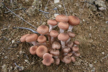 Будьте уважні: як відрізнити справжній опеньок від несправжнього