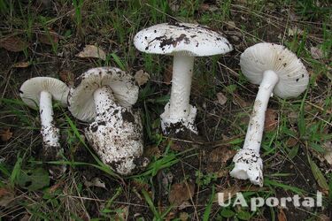 Будьте уважні: названо найотруйніший гриб, який росте в Україні