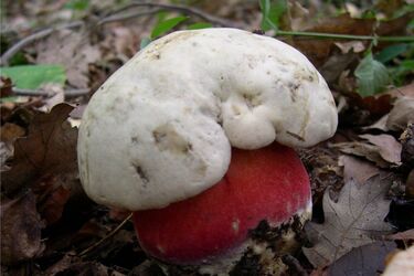 Сезон грибов: как безопасно собирать 'лесное мясо'