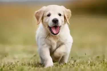 Могут привести к беде: топ опасных игрушек для собак