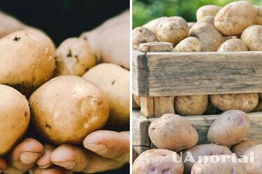 В Україні почав дорожчати популярний овоч: скільки коштує кілограм