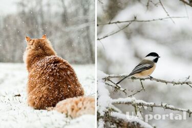 Вьюги и перепады температур: какой будет зима в Украине